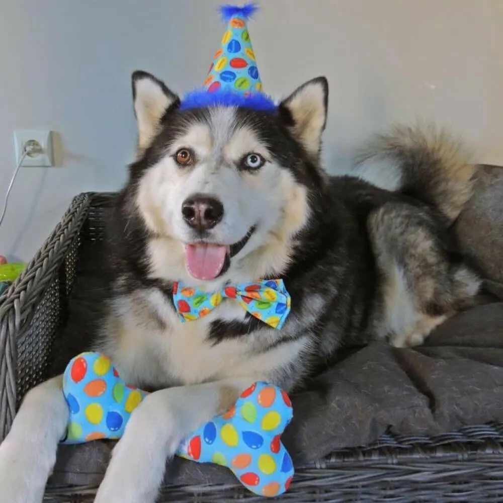 Dog Party Hat-Party Time Blue