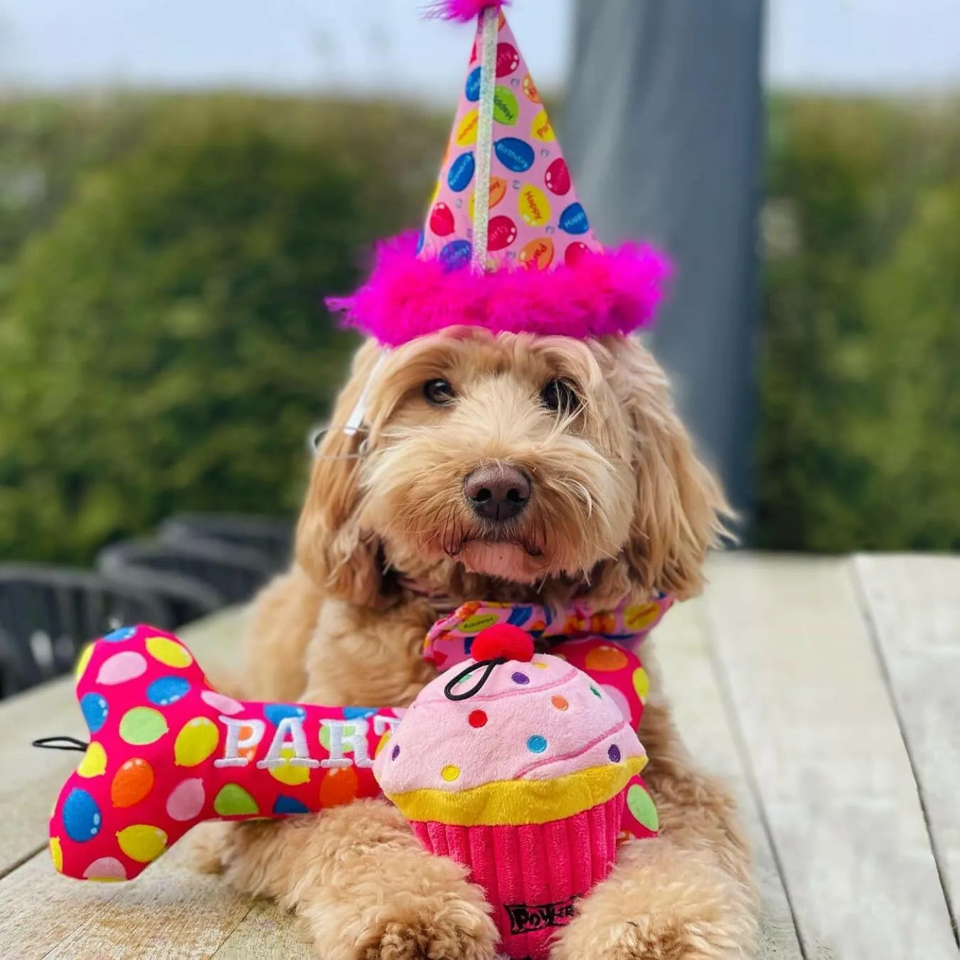 Dog Party Hat-Party Time Pink